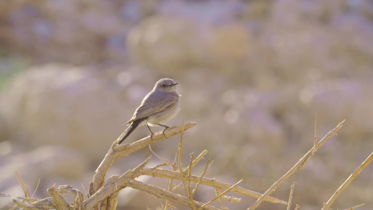 鸟栖息在树枝上的特写镜头视频素材