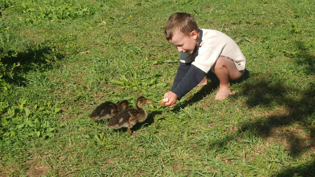 小男孩在河边用手喂一家子野鸭视频下载
