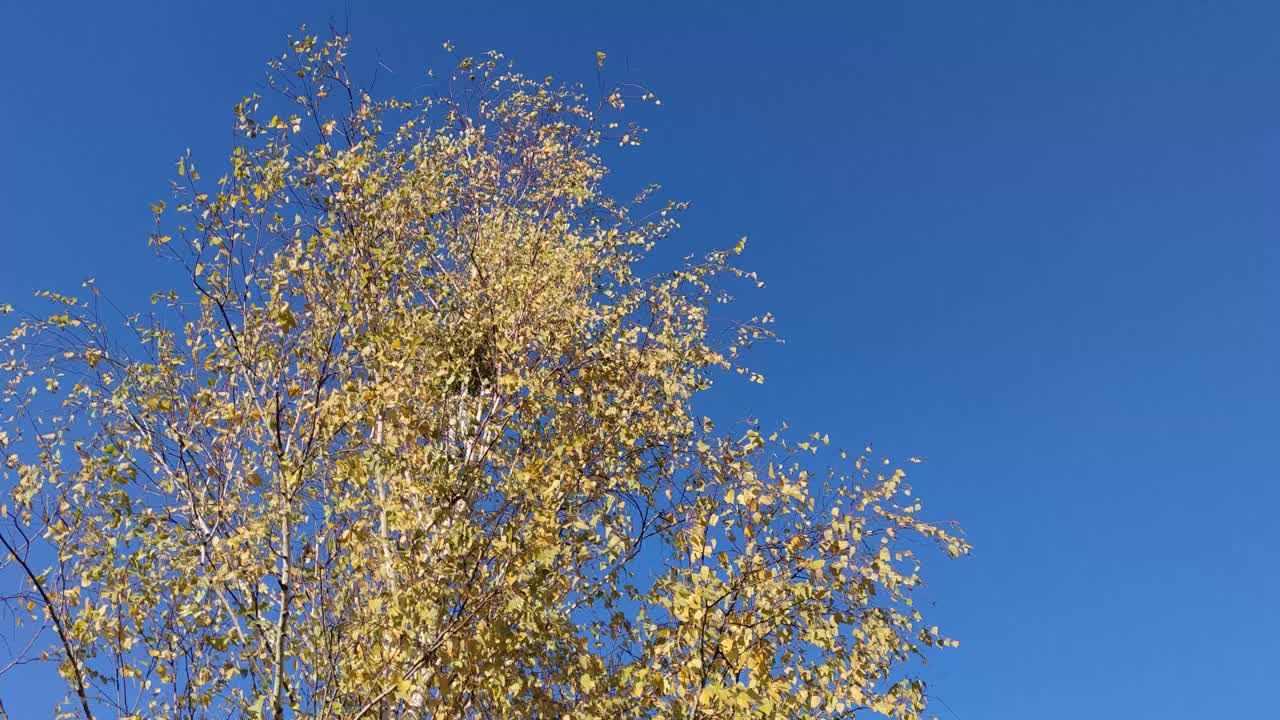 在温暖的秋天，在城市外的蓝天下，一棵黄叶的桦树。视频素材