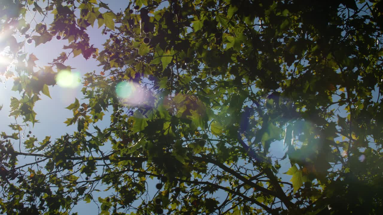 阳光透过树木与镜头耀斑视频下载