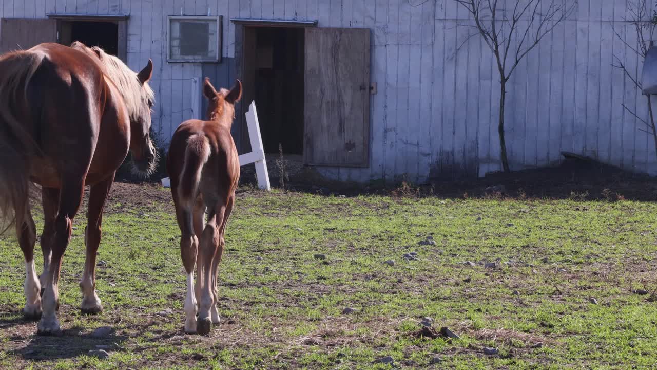 母马带着她的小马驹走向马厩的后视图视频素材
