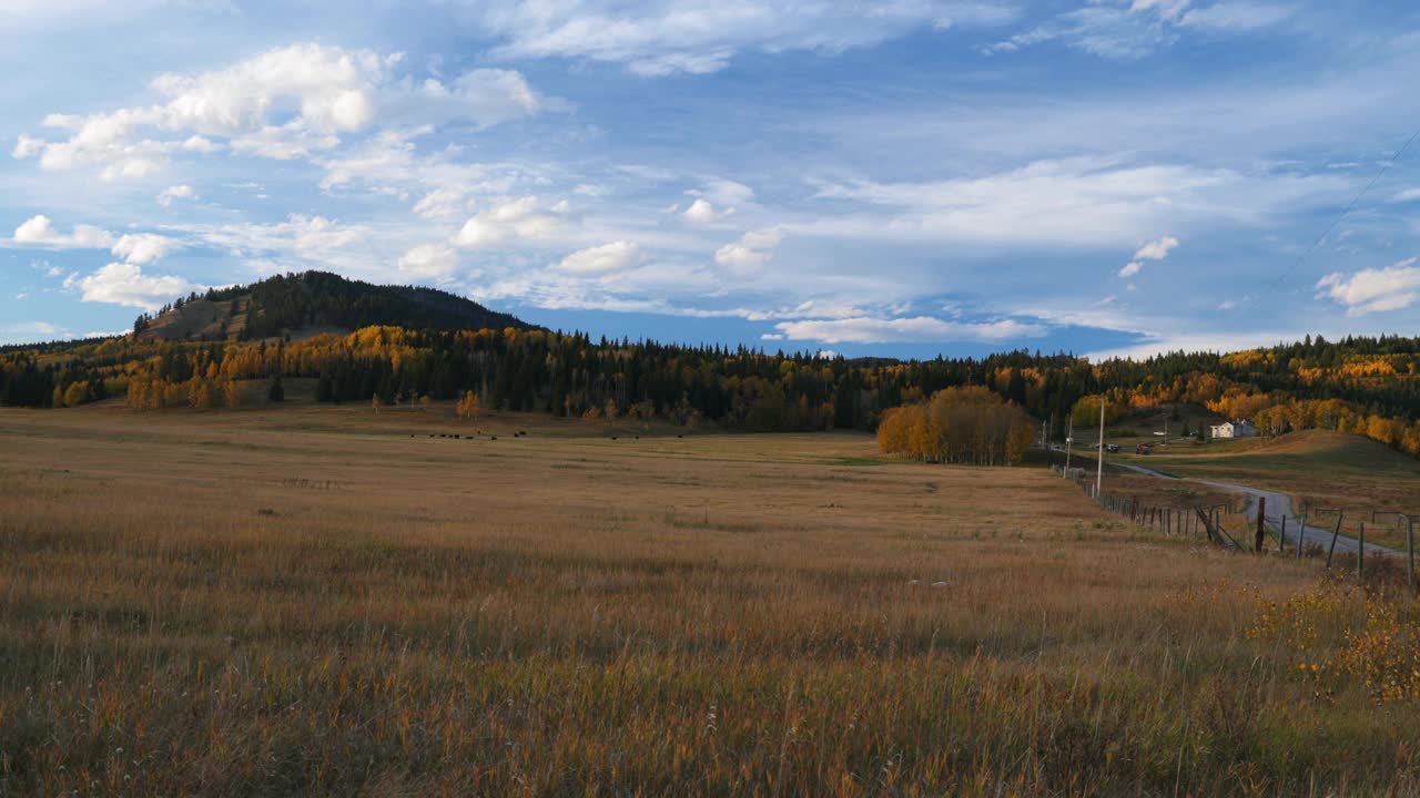 加拿大落基山脉背景的牧场景观视频下载