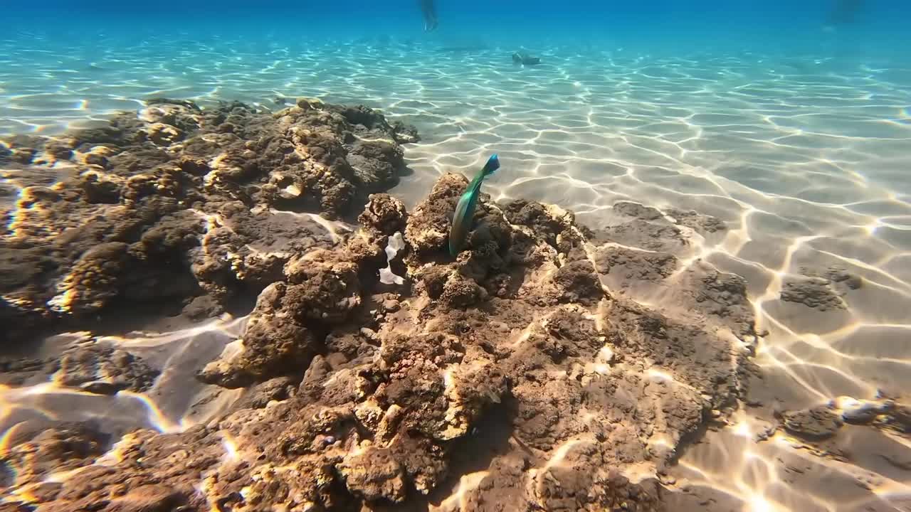 绿色的鱼在红海的珊瑚礁里游泳和进食。视频素材