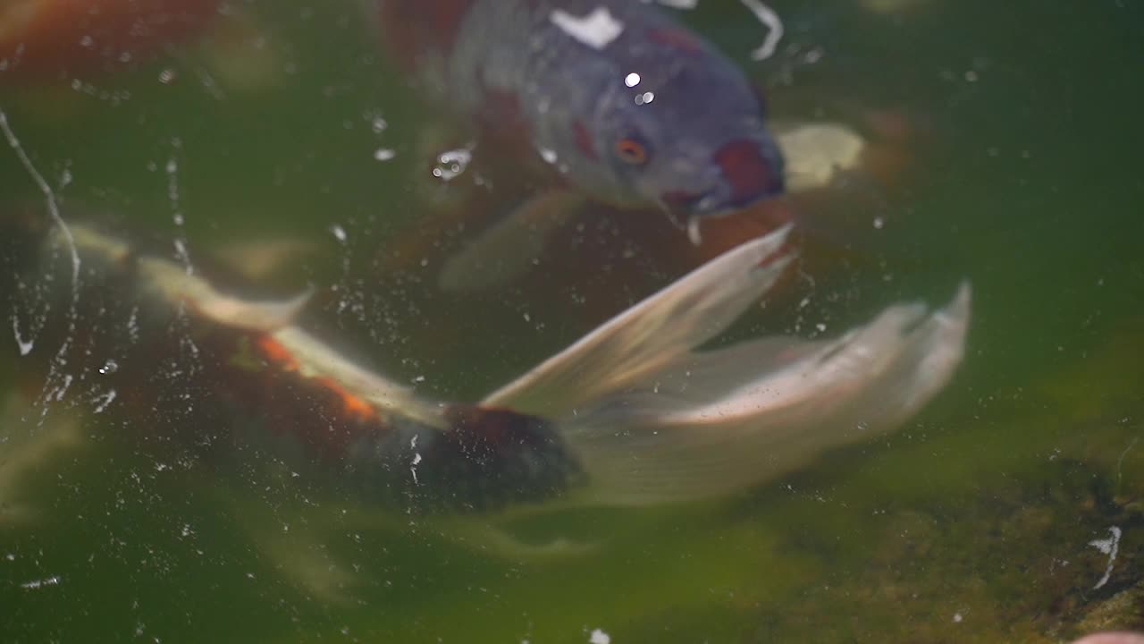 湖里的锦鲤。慢动作视频素材