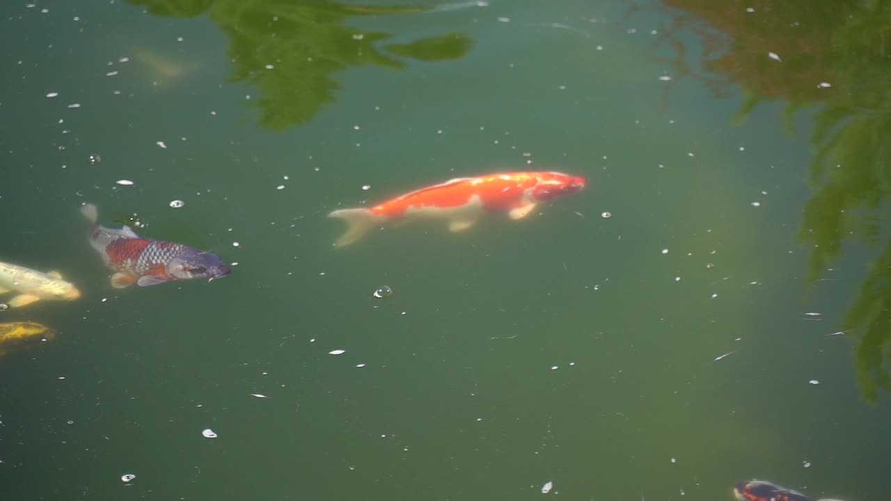 湖里的锦鲤。慢动作视频素材