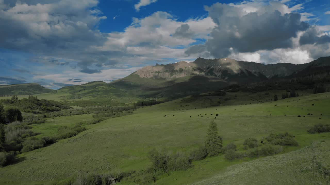在科罗拉多州黑斯廷斯山脚下9000英尺处放牧牛群视频素材