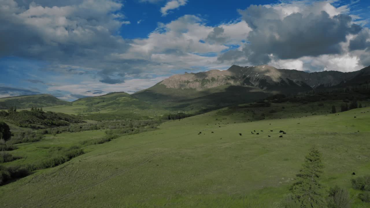 在科罗拉多州黑斯廷斯山脚下9000英尺处放牧牛群视频素材