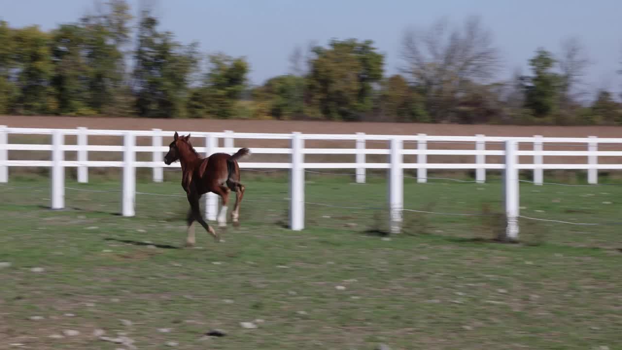 一个阳光明媚的秋天，小马驹在围栏里奔跑视频下载
