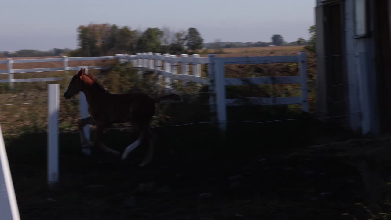 在一个有围栏的马场里，小马驹向妈妈和驯马师跑去视频素材