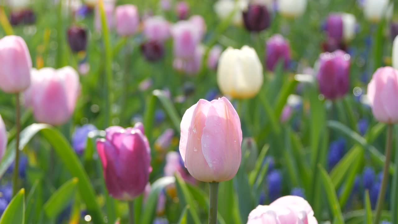 美丽的粉红色和紫色的郁金香盛开在春天的花园里视频素材