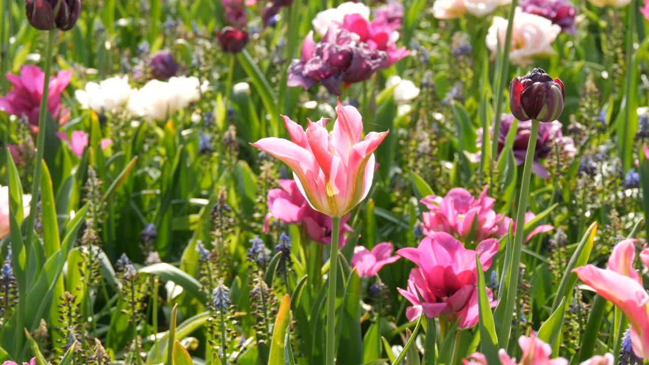 早春时节，田野里五颜六色的小郁金香。视频素材