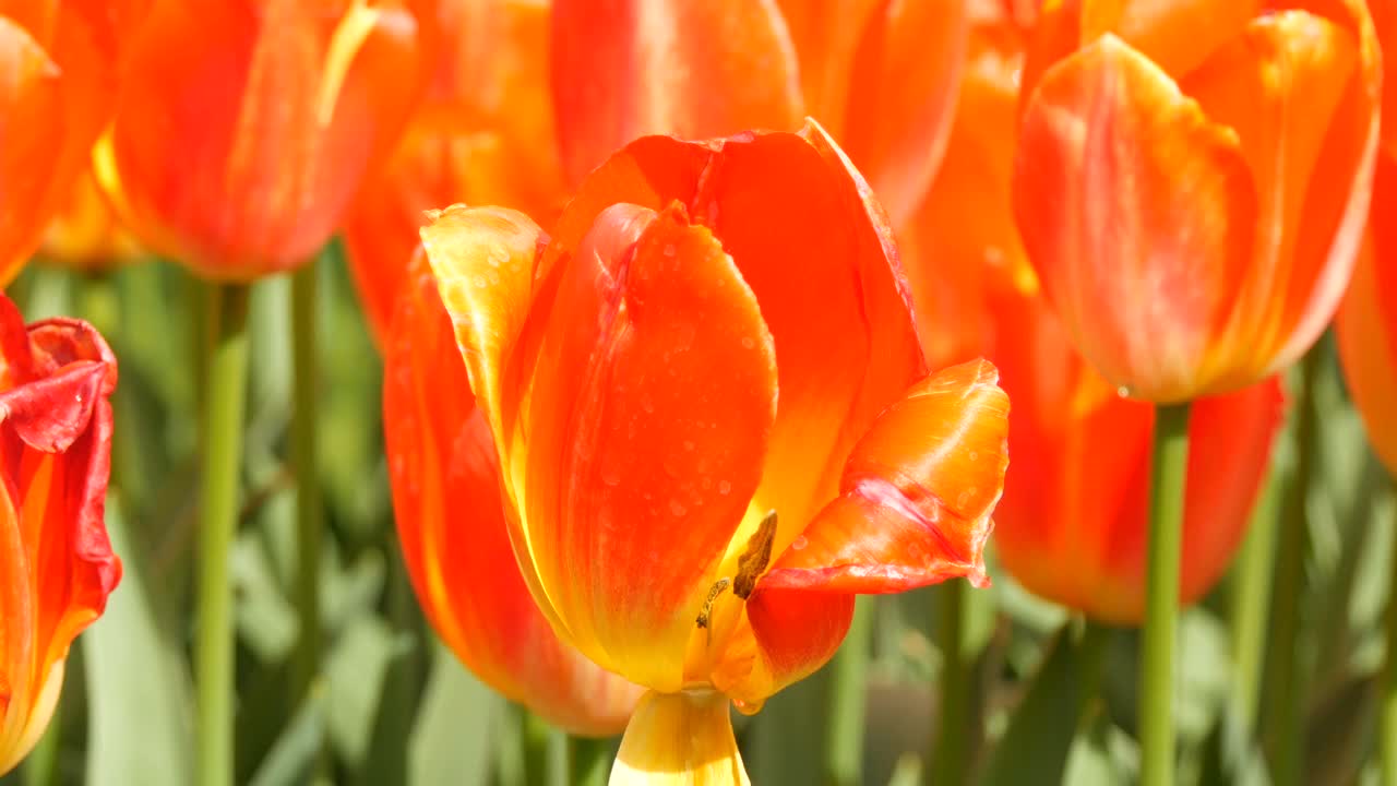 在春天的花园里，盛开着美丽的红橙色郁金香。视频素材