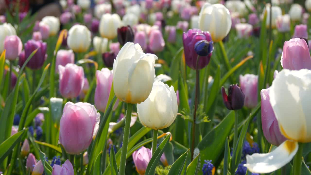 美丽的粉红色和紫色的郁金香盛开在春天的花园里视频素材