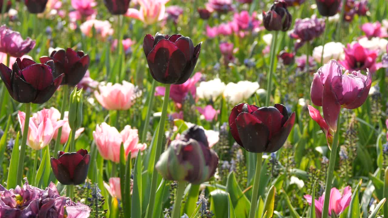 不寻常的有趣的美丽盛开的黑色郁金香在春天的花园里。视频素材