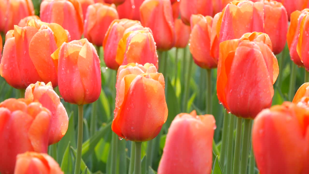 美丽的大粉红色开花郁金香与露珠花瓣在春天的花园视频素材
