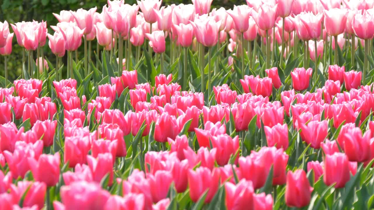 世界著名的库肯霍夫皇家公园里美丽的亮粉色和白色郁金香组合。郁金香田近观荷兰，荷兰视频素材