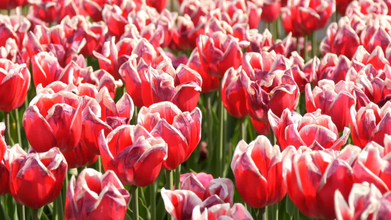 世界著名的库肯霍夫皇家公园里美丽的红白郁金香组合。郁金香田近观荷兰，荷兰视频素材