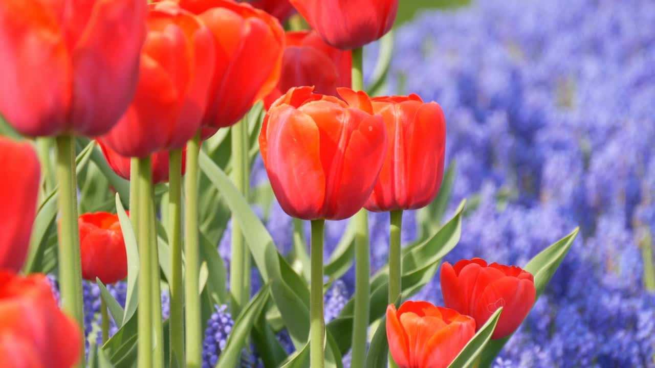 鲜艳的红色郁金香和蓝色铃铛的美丽组合视频素材