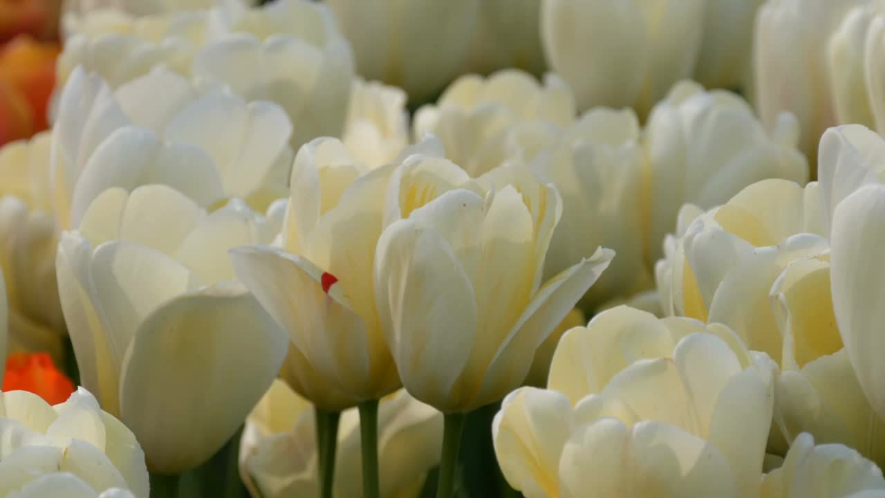 世界著名的库肯霍夫皇家公园里美丽的白色郁金香组合。郁金香田近观荷兰，荷兰视频素材