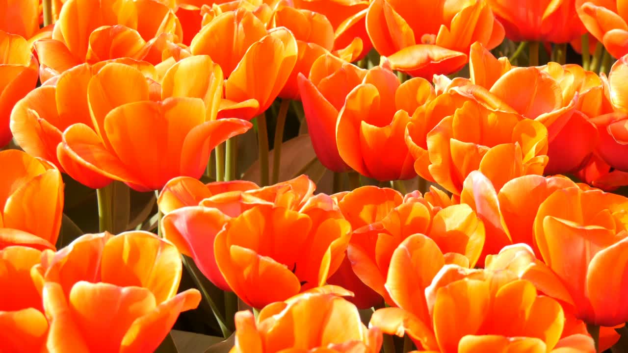 世界著名的库肯霍夫皇家公园里美丽的大橘红色郁金香组合。郁金香田近观荷兰，荷兰视频素材