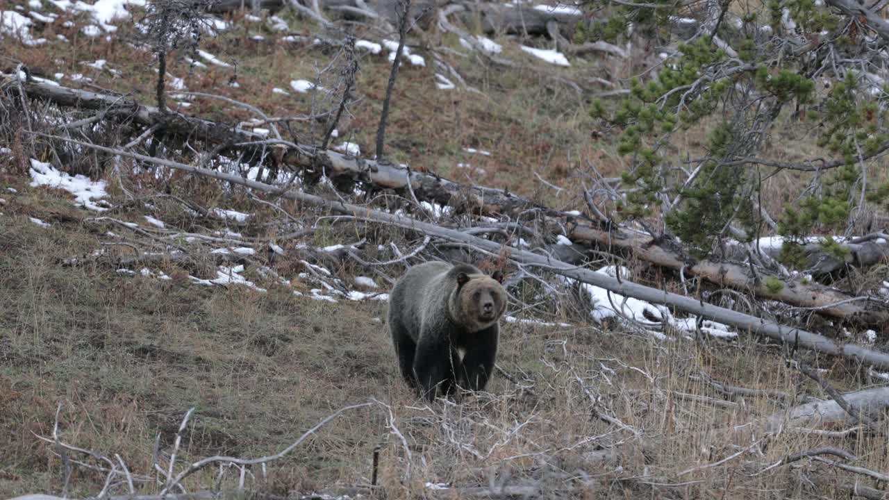 WS 4K镜头的一个大的雄性灰熊/野猪(Ursus arctos)追逐一个雌性灰熊视频素材