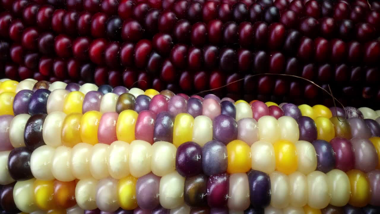 用平底锅拍摄的多色和红色干印度玉米芯的宏观镜头视频下载