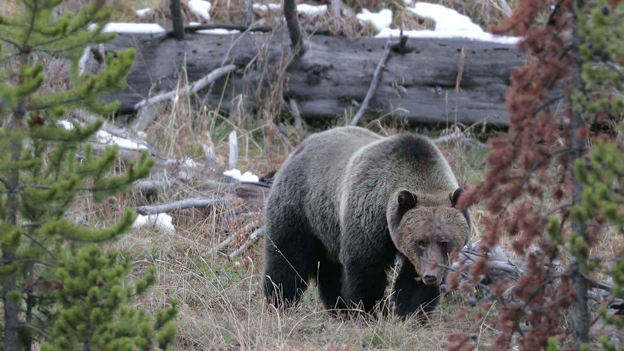MS 4K拍摄的大型雄性灰熊/野猪(Ursus arctos)追逐一只雌性灰熊视频下载