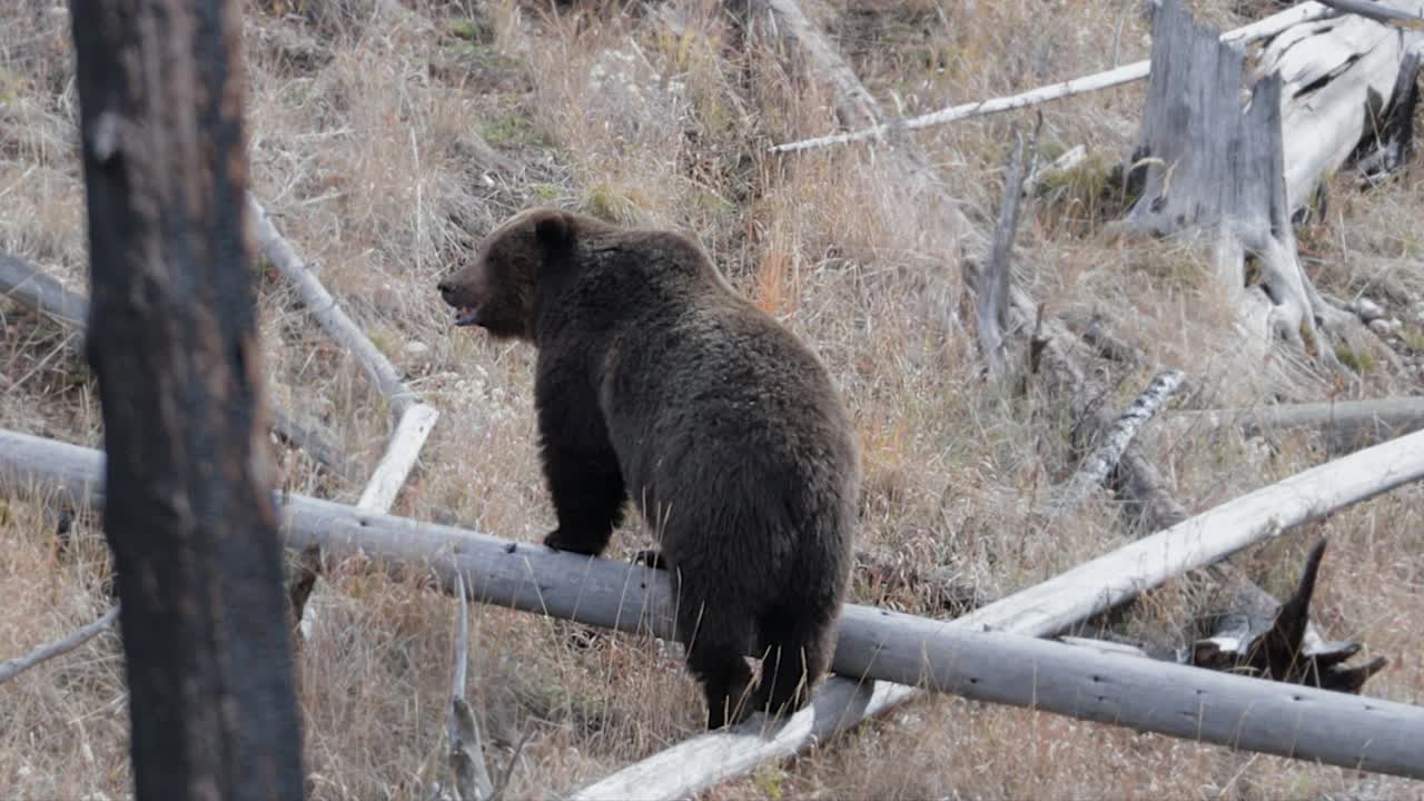 MS 4K拍摄的大型雄性灰熊/野猪(Ursus arctos)追逐一只雌性灰熊视频素材