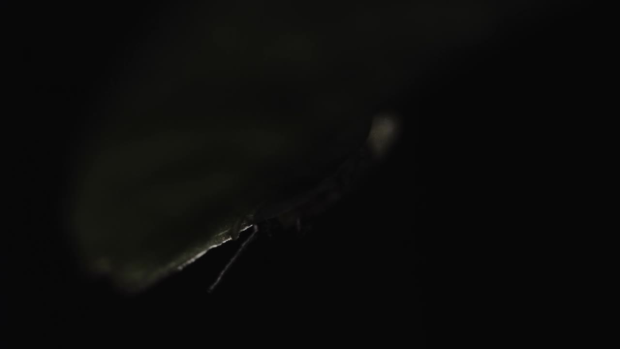 铜萤火虫在树叶上闪烁，中国视频素材