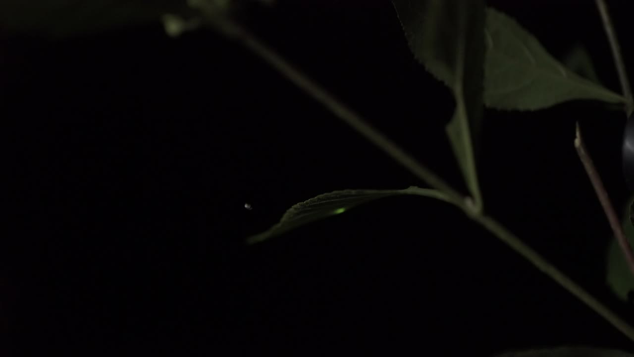 萤火虫在树叶上闪烁，中国视频素材