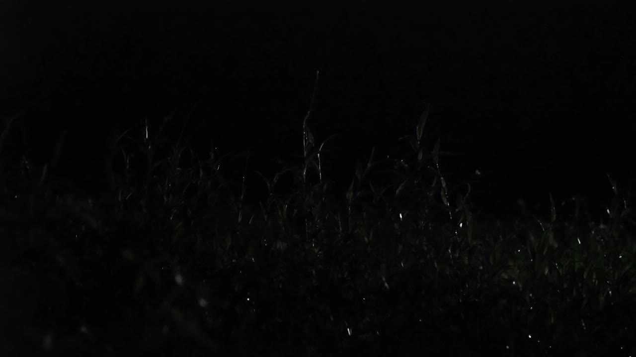 萤火虫在夜晚发光，中国视频素材