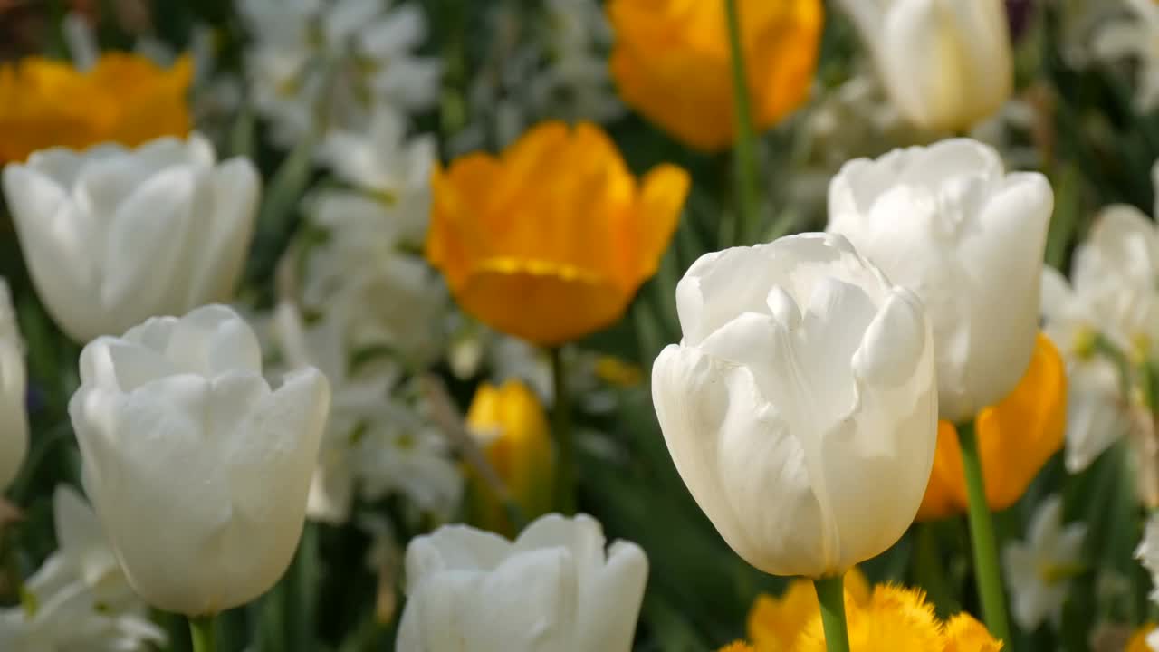 美丽如画的黄色和白色的郁金香花在春天的花园里盛开。装饰性的郁金香花在春天盛开在皇家公园库肯霍夫。荷兰，荷兰视频素材