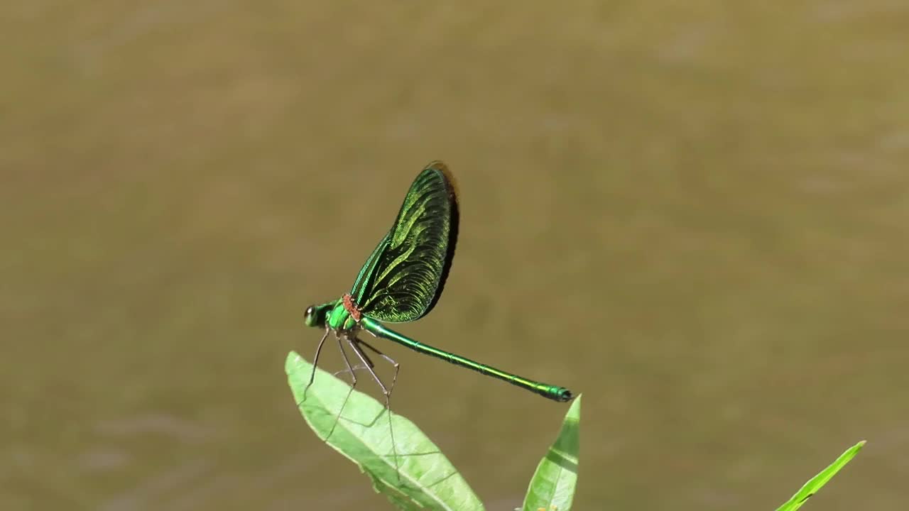 传播有翅膀的蜻蜓视频素材