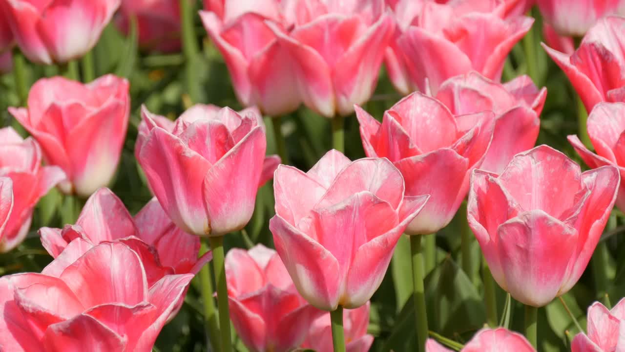 新鲜、美丽、美味的粉白色郁金香花朵在春天的花园里盛开。装饰性的郁金香花在春天盛开在皇家公园库肯霍夫近距离观察。荷兰,荷兰视频素材