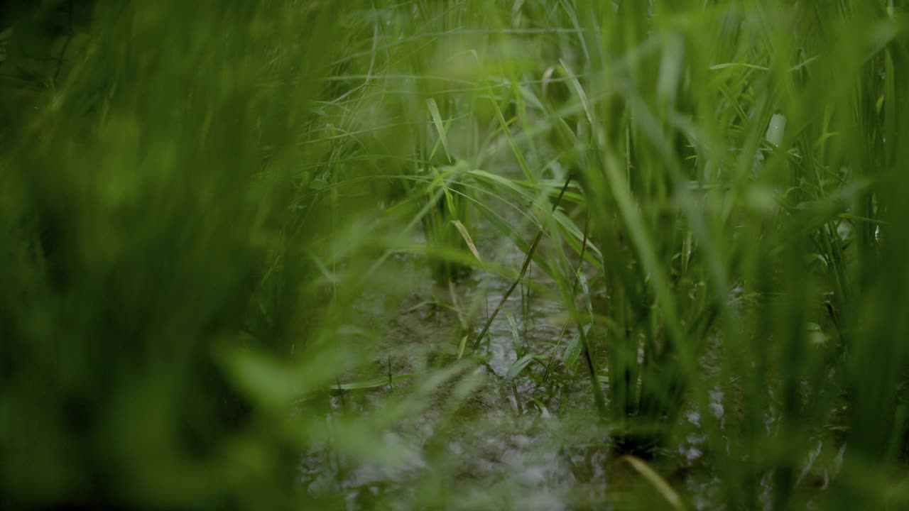在有机水稻作物中重新引入萤火虫幼虫视频素材