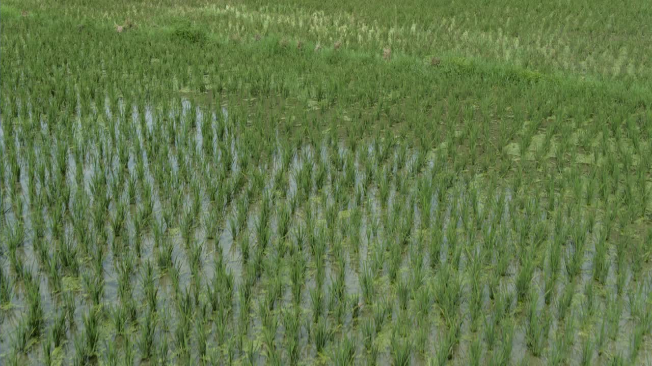 中国有机稻田上空的天线视频素材