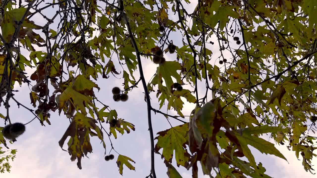 天然的树叶和天空视频下载