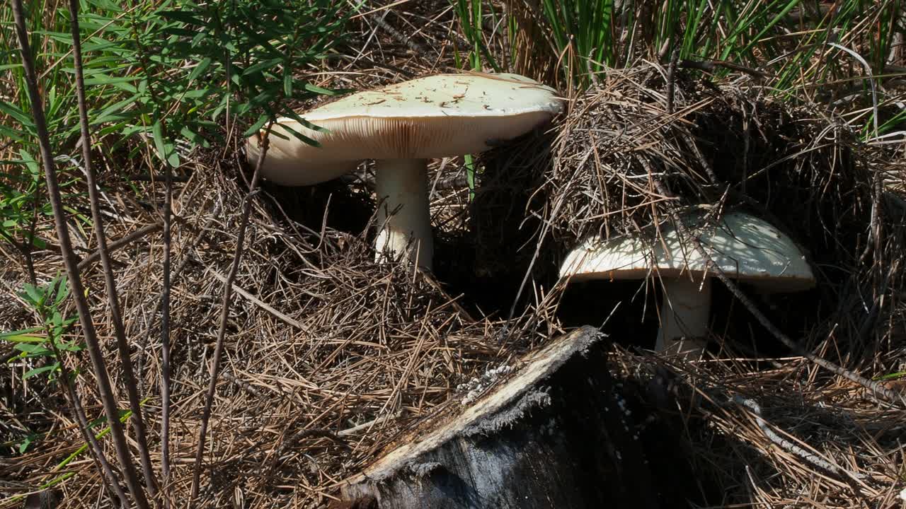 山里蘑菇季节的特写镜头。视频下载