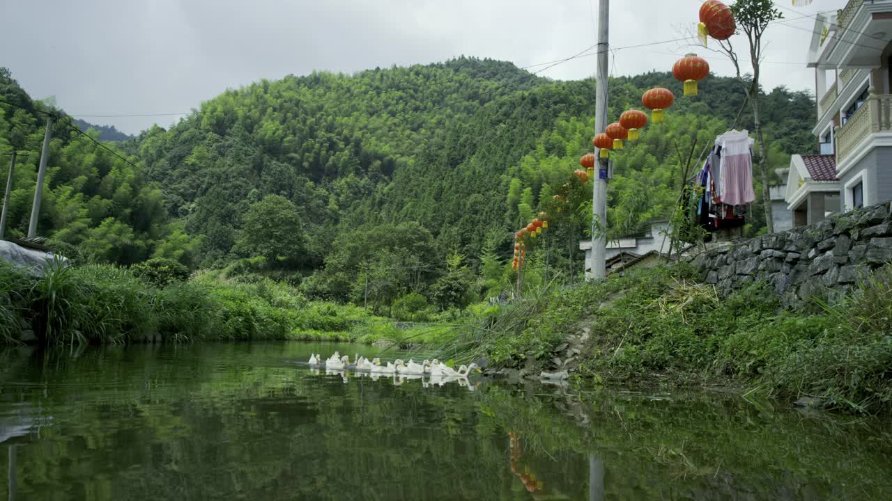白鸭在河里游，中国视频素材