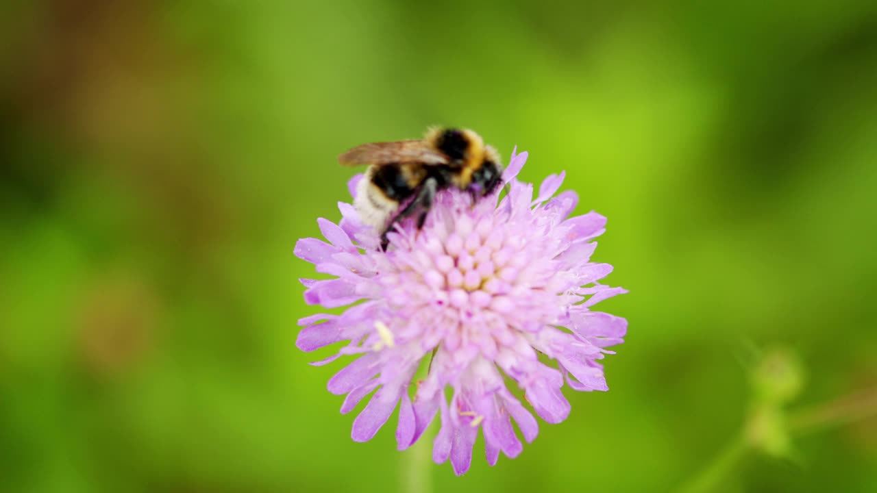 拍摄到一只大黄蜂(bombus sp.)在多汁的花上。紫罗兰色或蓝色花，野糙视频素材