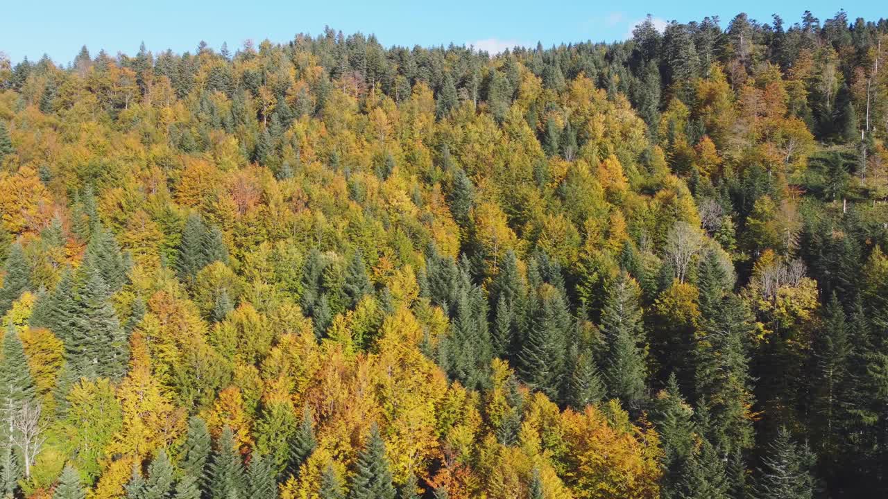 美丽的鸟瞰图的橙色树叶森林在秋天的山视频下载