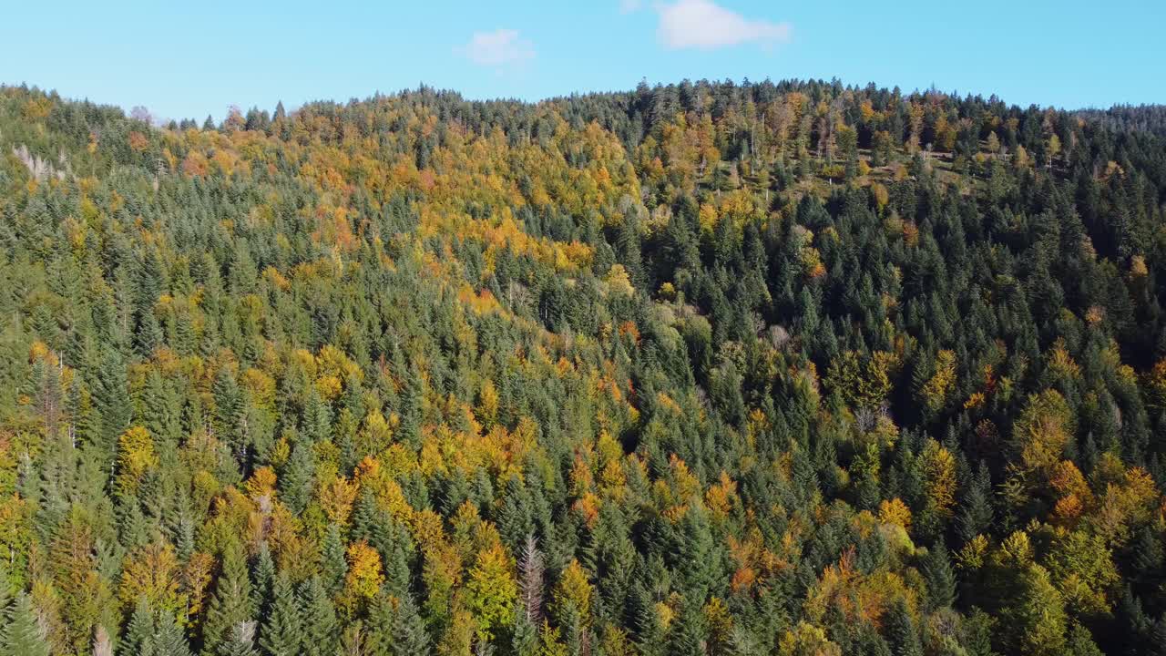美丽的鸟瞰图的秋天树叶森林在秋天的季节在山上视频下载