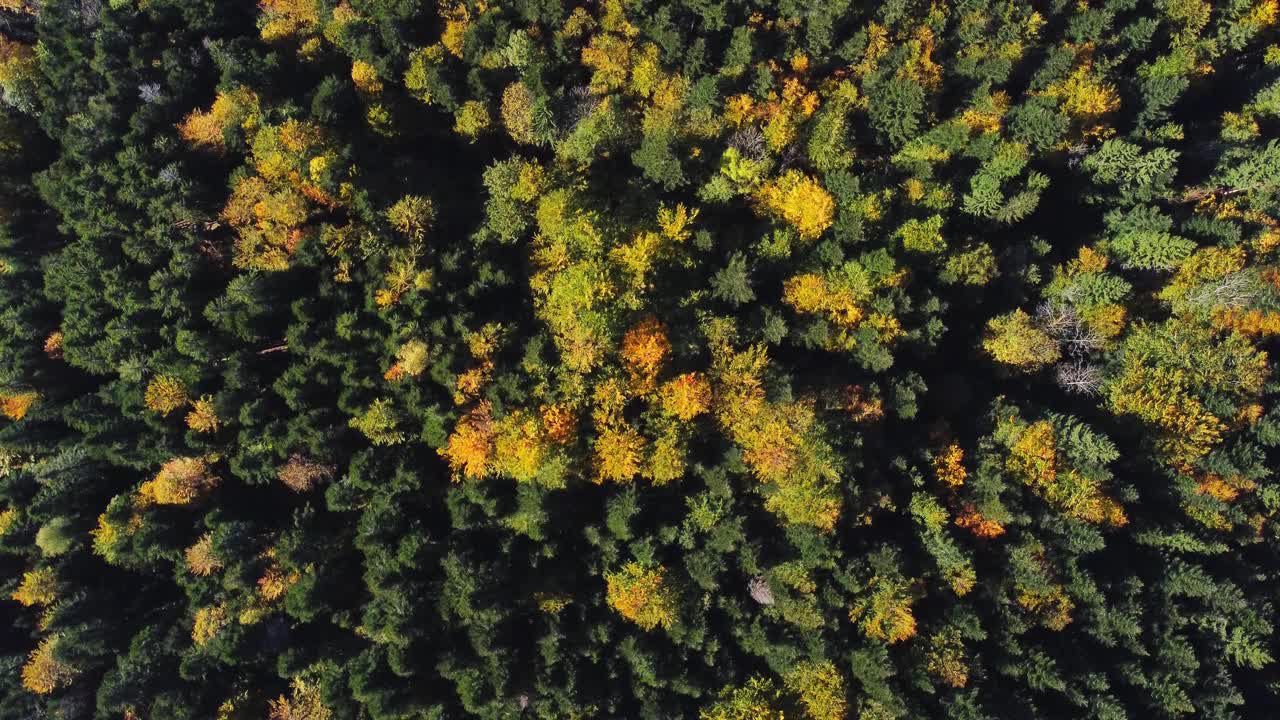 放松的空中俯瞰秋天树叶森林在秋天的季节在山视频下载
