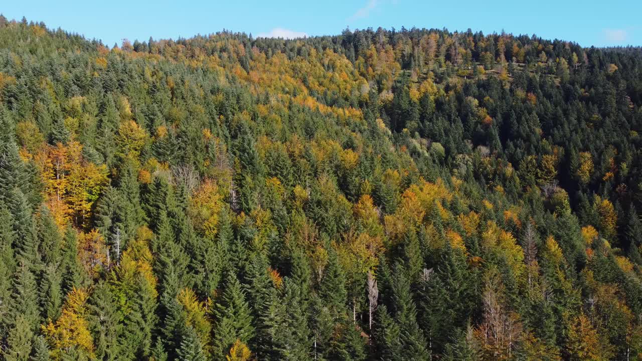 放松的鸟瞰秋天树叶森林在秋天的季节在山视频下载