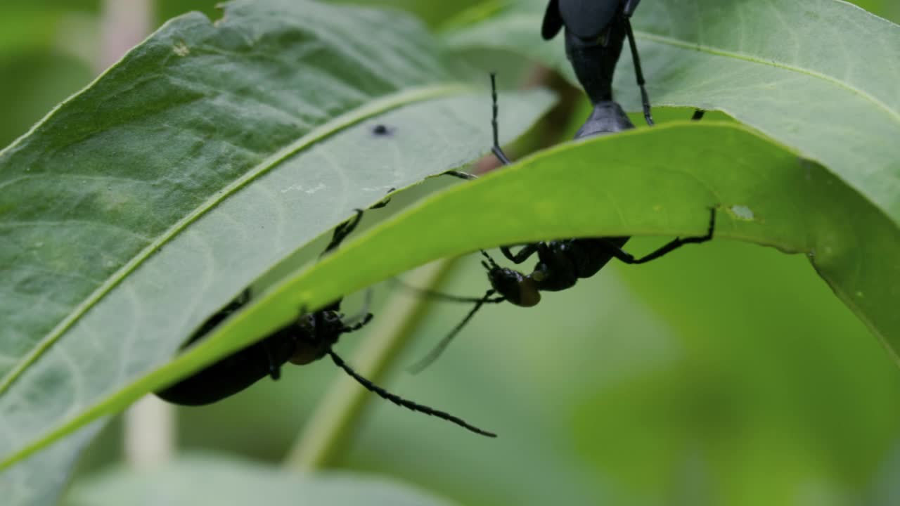 湖北省野生昆虫种类繁多视频素材
