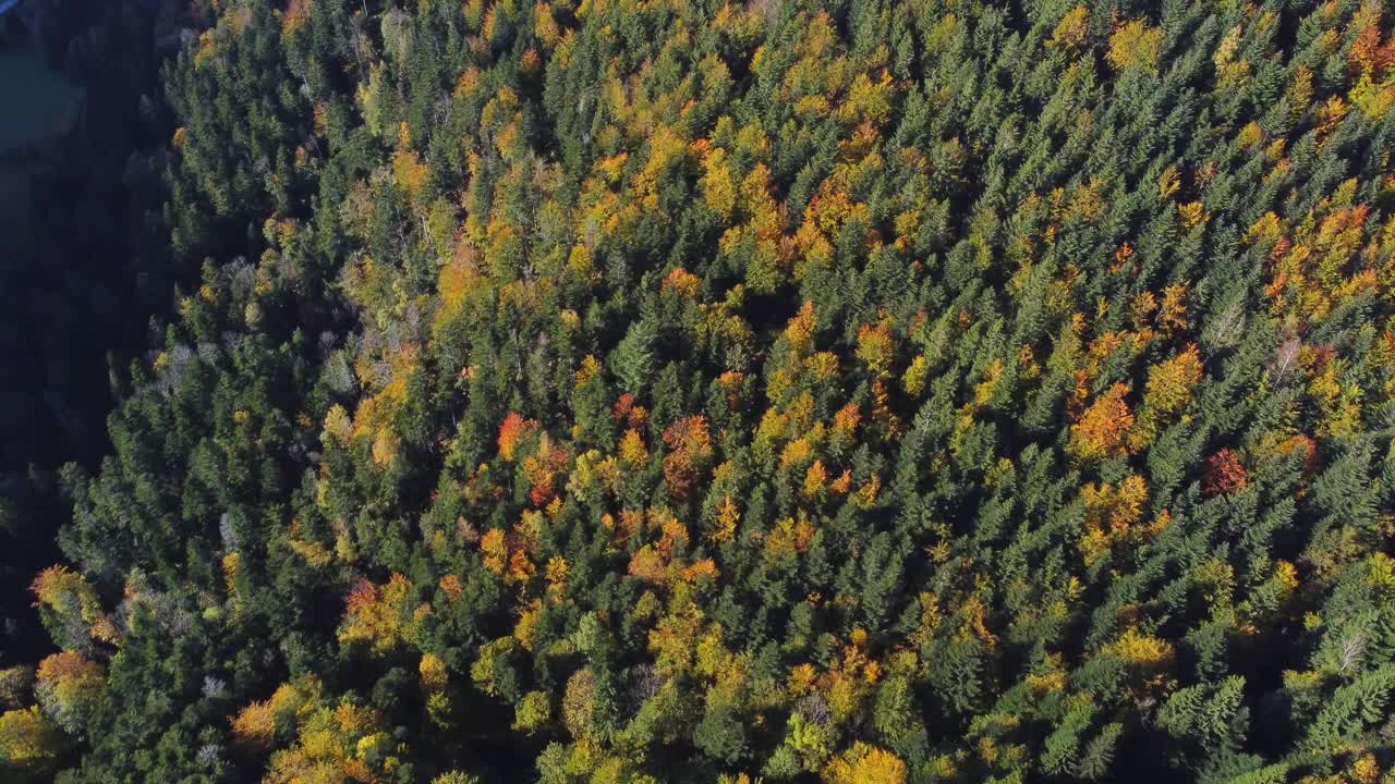 在秋天的季节，空中俯瞰常绿森林的秋天树叶视频下载