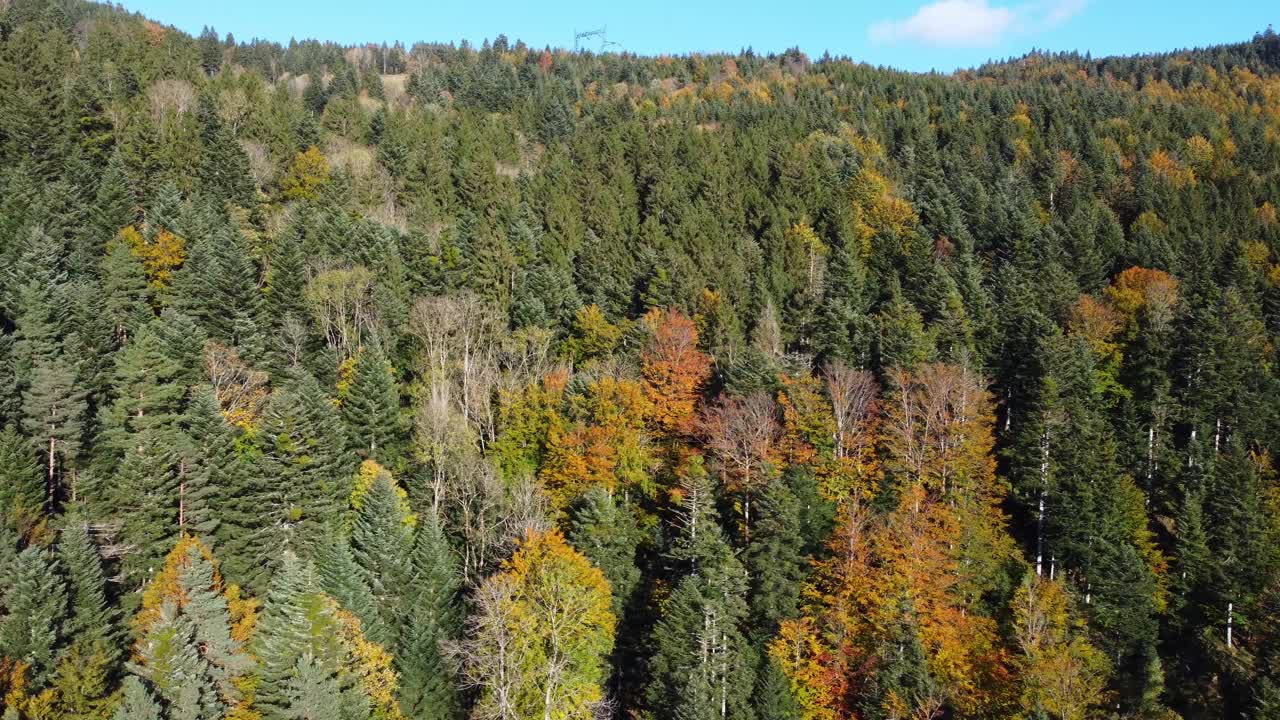 鸟瞰图的秋天树叶森林在秋天的季节常绿视频下载
