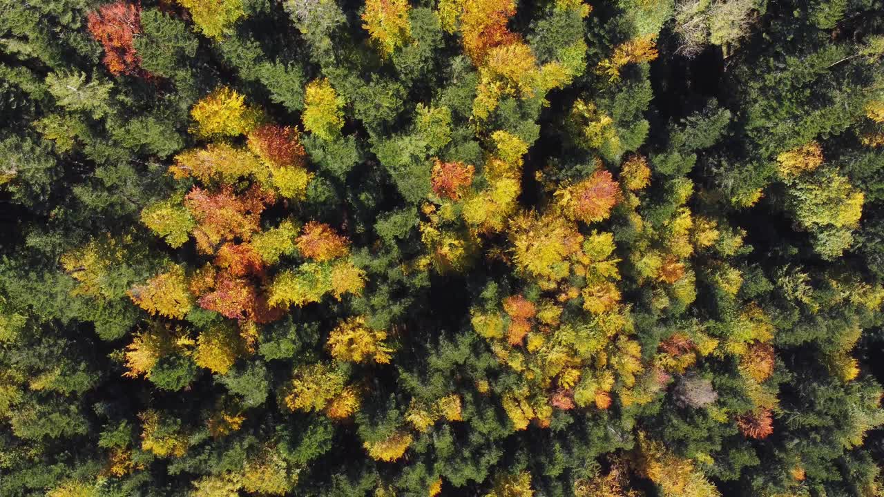 在秋天的季节俯瞰秋天树叶森林视频下载