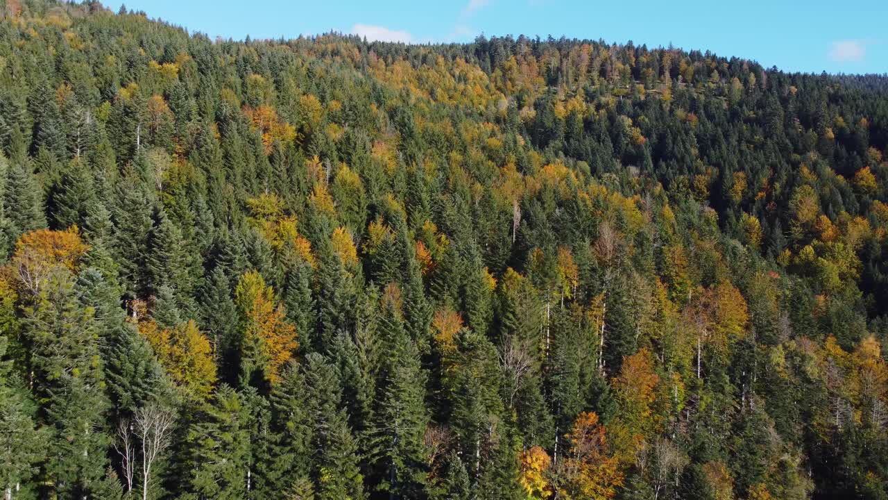 鸟瞰秋天树叶森林在秋天的季节视频下载