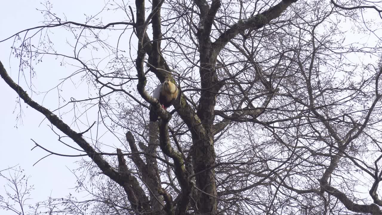 树枝上的黑脸朱鹭视频素材